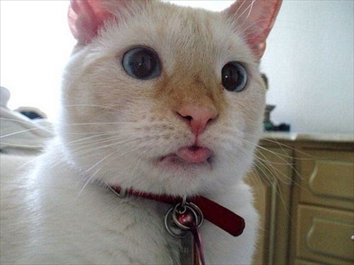 可愛い舌　猫19